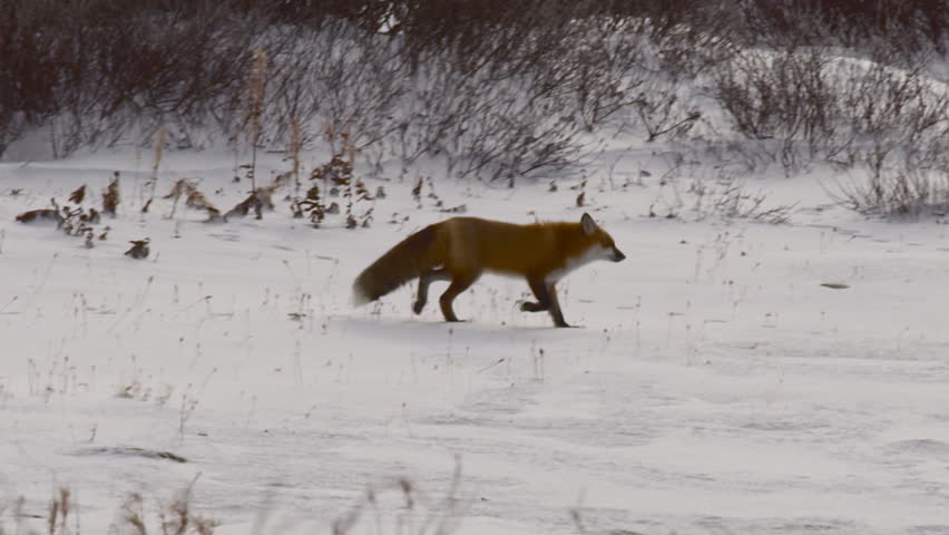 Slow motion red fox stock footage video 100 royalty free 20647051 shutterstock