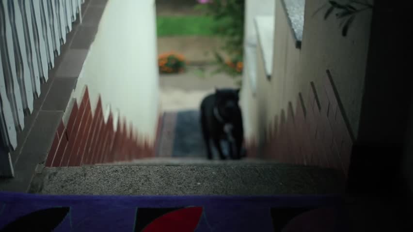 Header of American Pit Bull Terrier