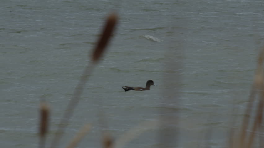 Header of American widgeon