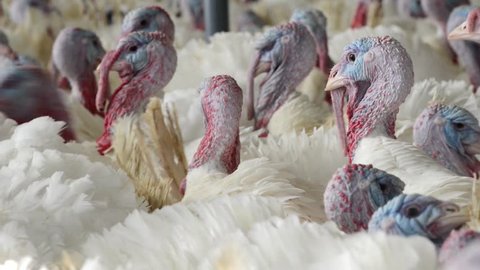 Turkey Farming For Poultry Production Stock Footage Video 100