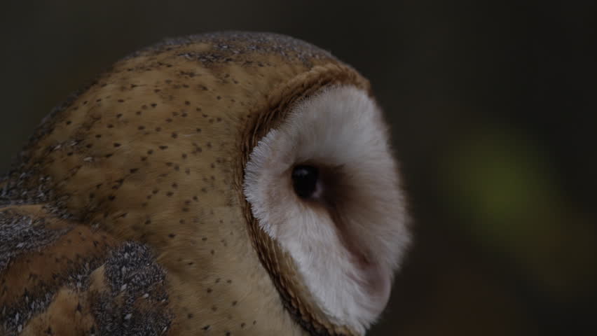 Barn Owl Looking Confused In Stock Footage Video 100 Royalty