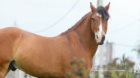 Beautiful Horse Portrait Looking At Stock Footage Video 100 Royalty Free 20995291 Shutterstock