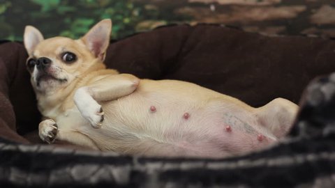 Funny Pregnant Chihuahua Lying In Stock Footage Video 100 Royalty Free 21014041 Shutterstock