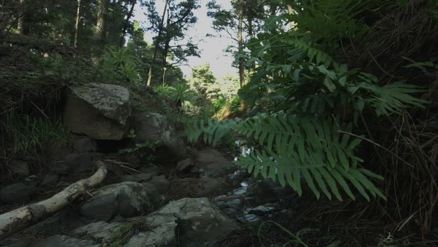 Переведи forest. Юрский лес. Jurassic Forest.