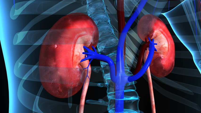 Header of excretion
