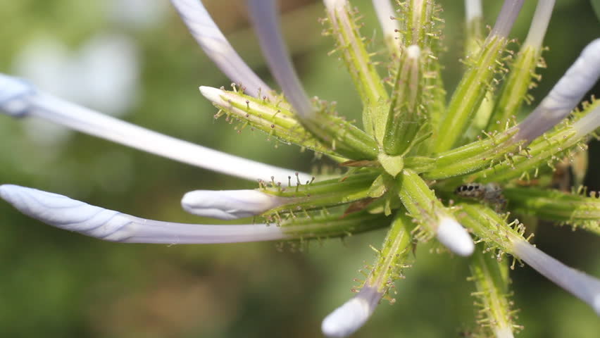 Header of plumbago