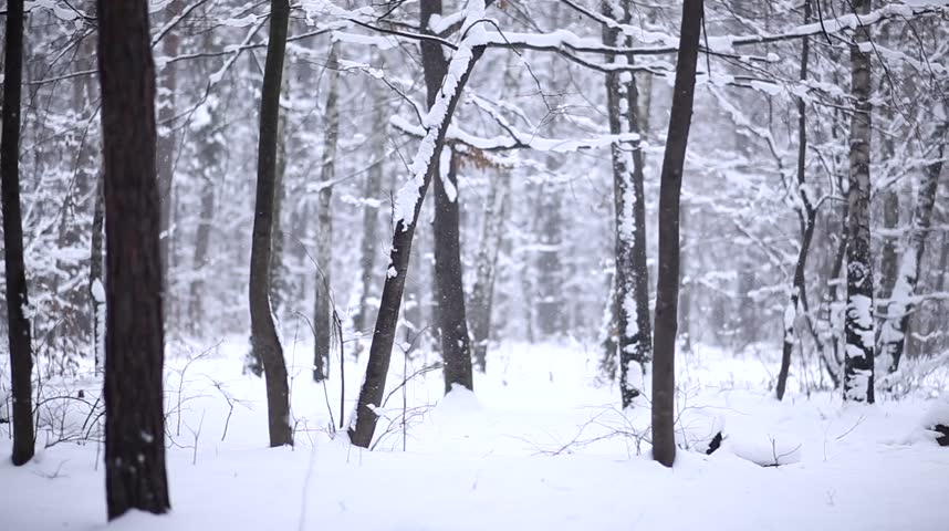 Winter Snow Forest Snow Storm Stock Footage Video (100% Royalty-free ...