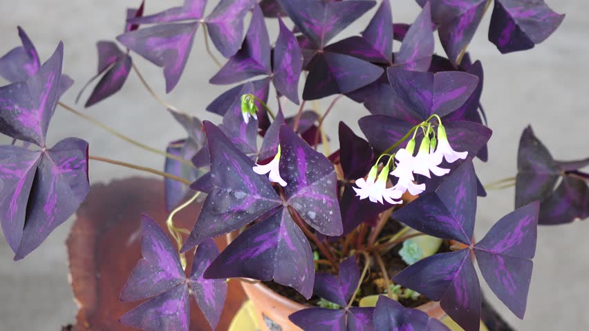 Header of trifolium