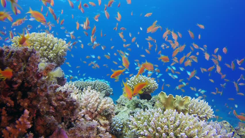 Underwater Colorful Tropical Fishes And Beautiful Corals. Picture Of A ...