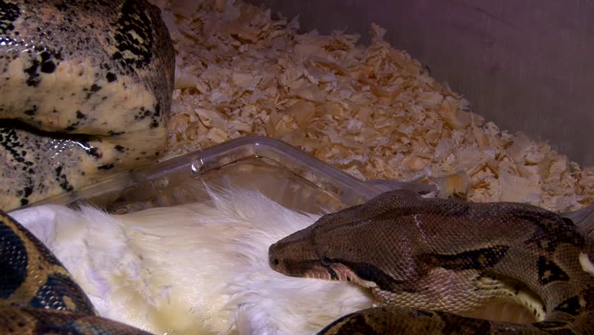 Header of constrictor