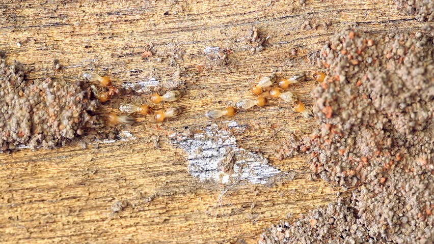 Close up of Termites On Stock Footage Video (100% Royalty-free) 2220751 ...