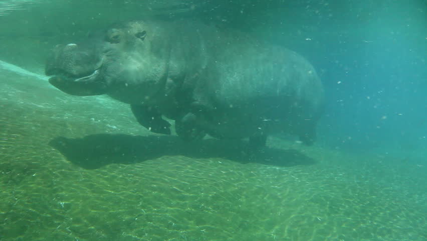 Hippo Swimming Underwater On Sunny Day Stock Footage Video 2248663 ...