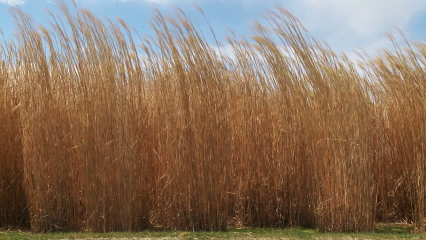 Miscanthus,(commonly Called Elephant Grass )is A High Yieding Energy