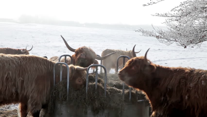 Header of Aberdeen Angus