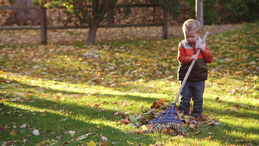 Stock Video Clip of Little boy trying to rake leaves in | Shutterstock
