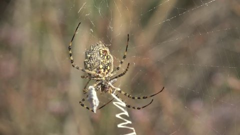 Silver Garden Spider With Spun Stock Footage Video 100 Royalty