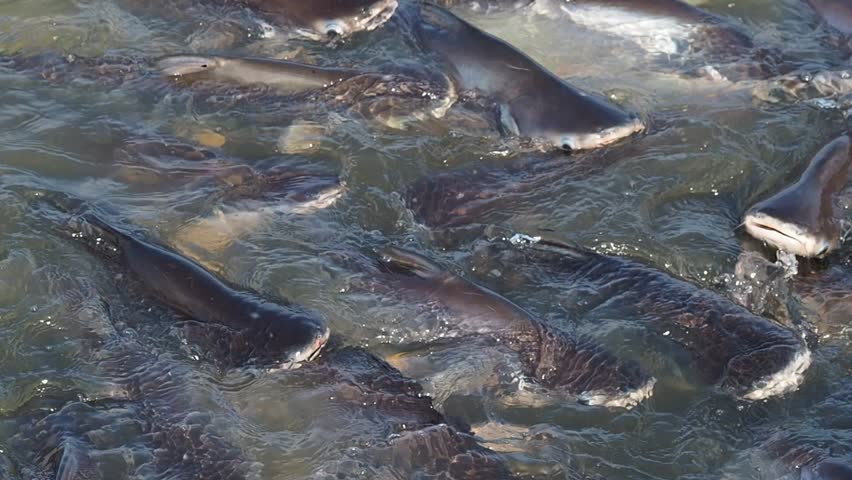 Stock Video Clip of Catfish or Striped Catfish , A Feeding | Shutterstock