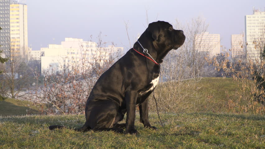 Young Dog Cane Corso Italiano Video De Stock Totalmente Libre De Regalías 22718491 Shutterstock