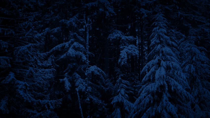 Moving Through Dense Jungle At Night Side View Stock Footage Video ...