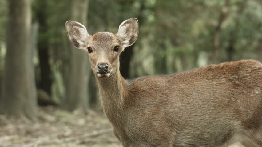 Deer, Doe In The Woods Stock Footage Video 22897684 | Shutterstock