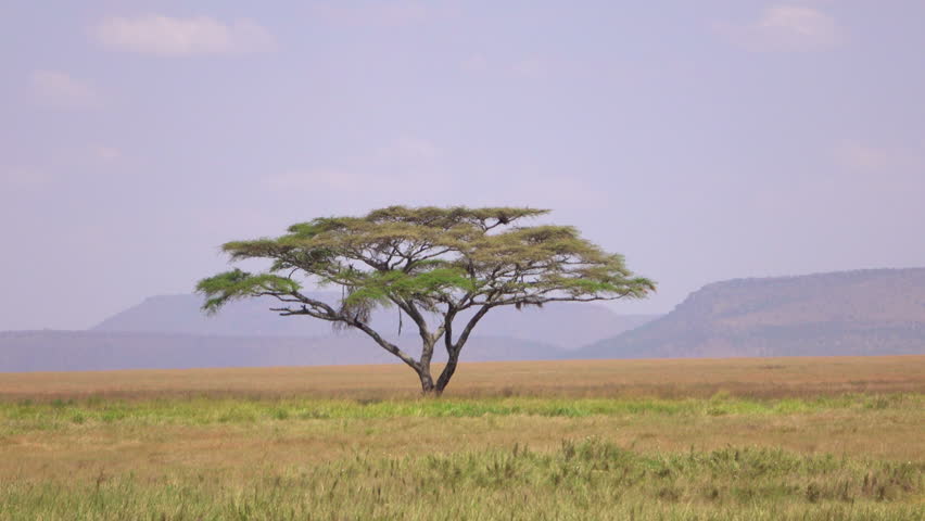 Миграция животных в серенгети. Серенгети танзания. As dawn breaks over the vast serengeti. As dawn breaks over the vast serengeti. As dawn breaks over the vast serengeti.