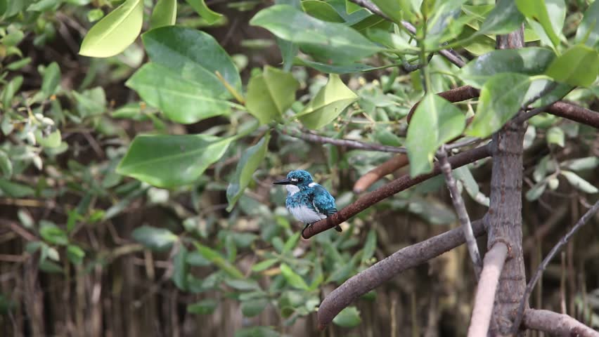 Header of Alcedo coerulescens
