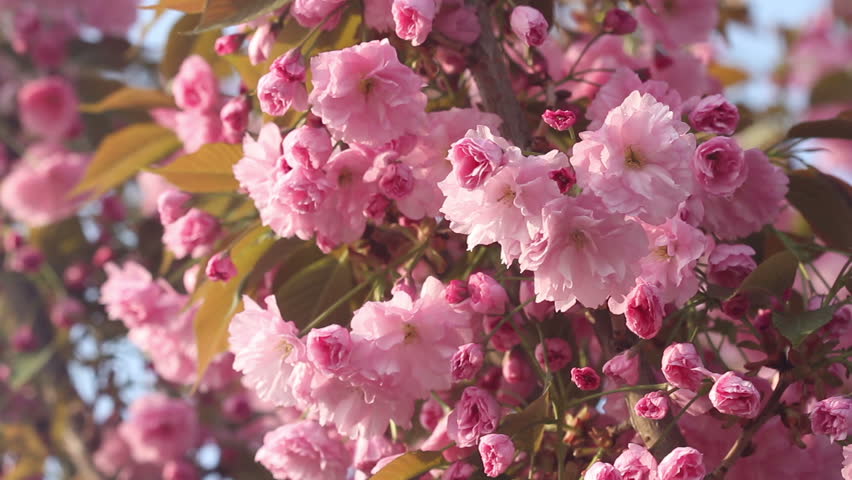 Spring Cherry Sakura Tree Flower Blossom Pink Beautiful Cherry Tree Blossoms In Full Bloom At Spring Amazing Pink Flowers Of Anese