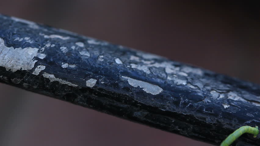 Header of inchworm