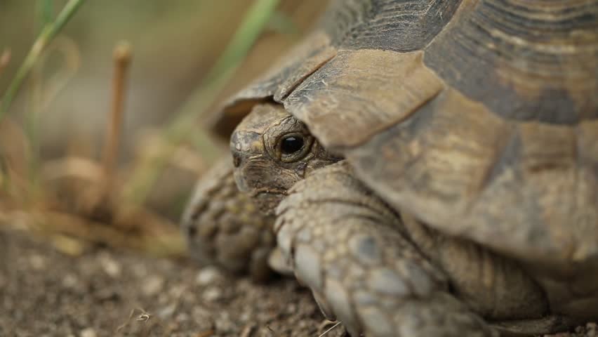 Endangered Bolson Tortoise (Gopherus Flavomarginatus) Walking In The ...