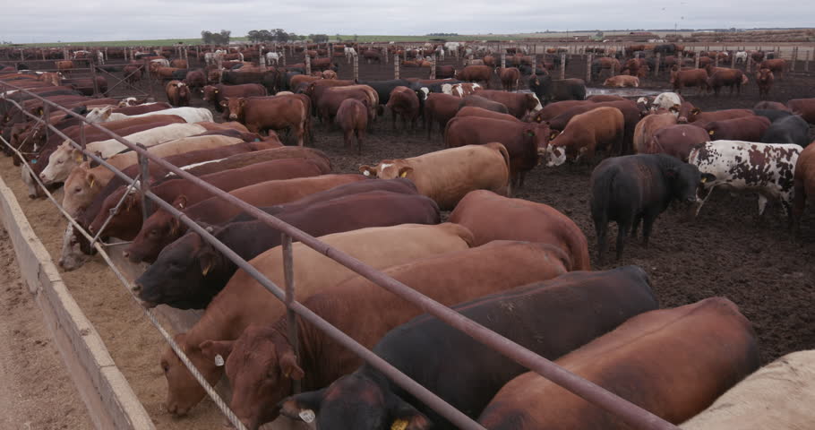 cattle-feedlot-stock-footage-video-shutterstock