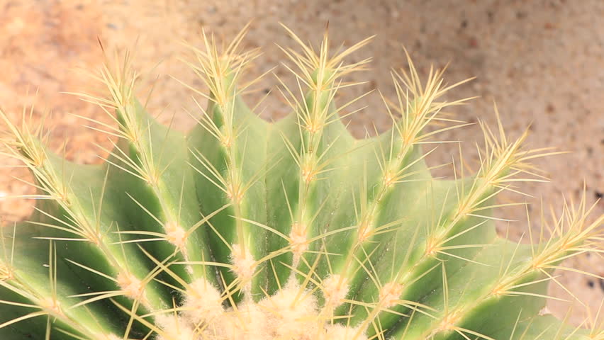 Header of Cactaceae
