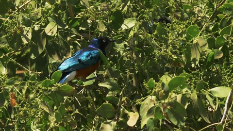 Superb Starling Bird Stock Video Footage 4k And Hd Video Clips