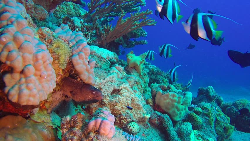 Tropical Banner Fish And Yellow Stock Footage Video 100