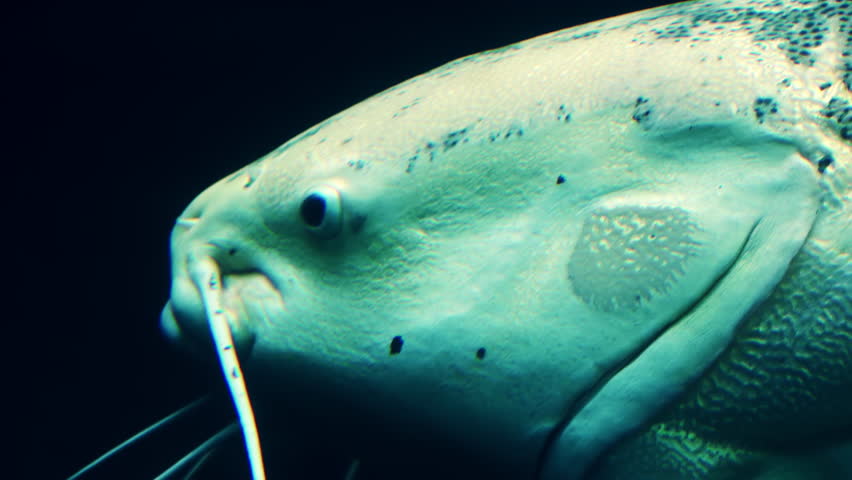 Header of Ameiurus catus