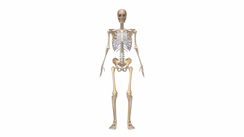Stock Video Clip of Human Skeleton | Shutterstock