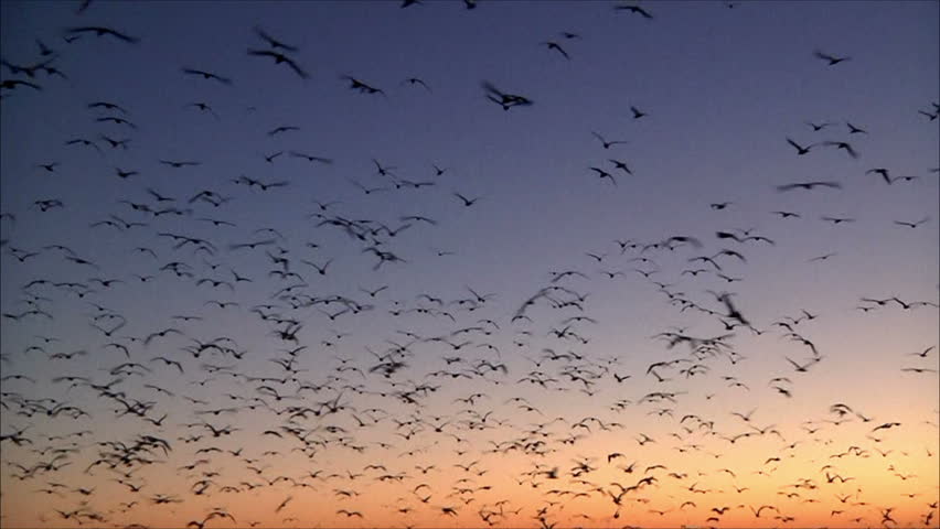 Stock Video Clip Of Hundreds And Thousands Of Birds Flying Against 