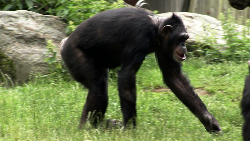 An Alpha Male Bonobo Chimpanzee Stands Guard, Watching For Predators