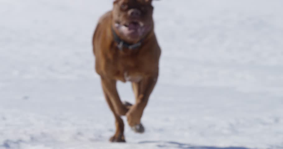 Header of jowly