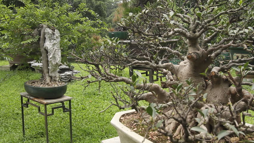 Bonsai Garden Guangzhoucanton Guangdong Stock Footage Video 100 Royalty Free 2480171 Shutterstock - 