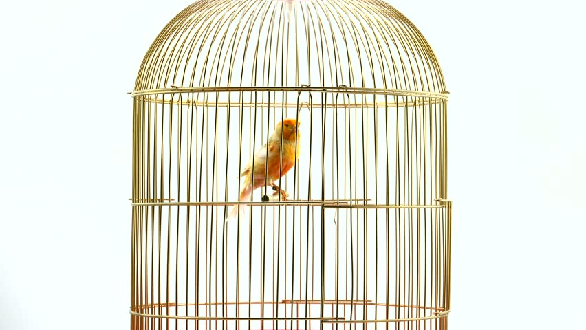Image result for canary cage
