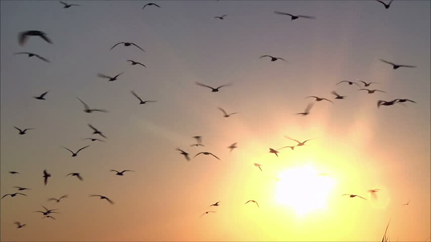 Birds Against Sunset Sky Stock Footage Video (100% Royalty-free ...
