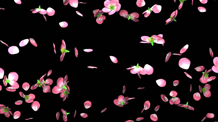 Cherry Blossoms On Black Background. Loop Able 3DCG Render Animation ...