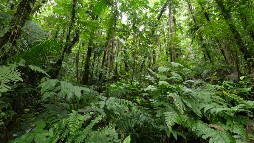 Evergreen Tropical Rainforest Scenic Landscape Background Stock Footage ...