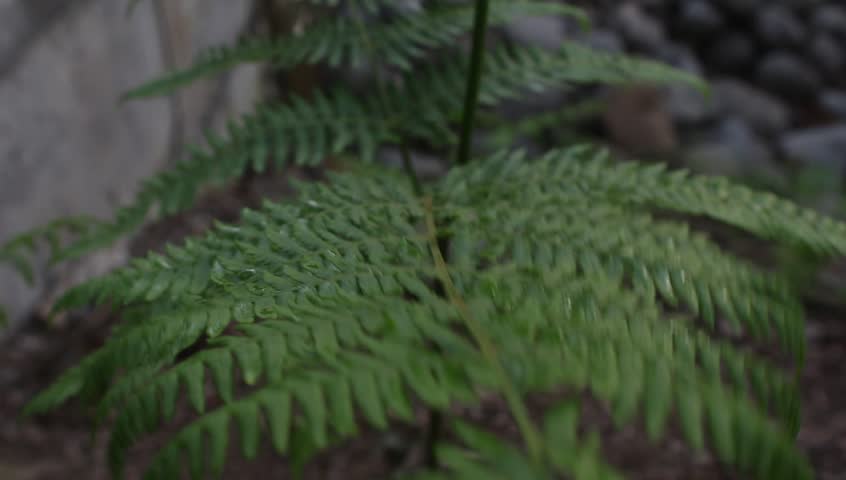 Header of subtropical