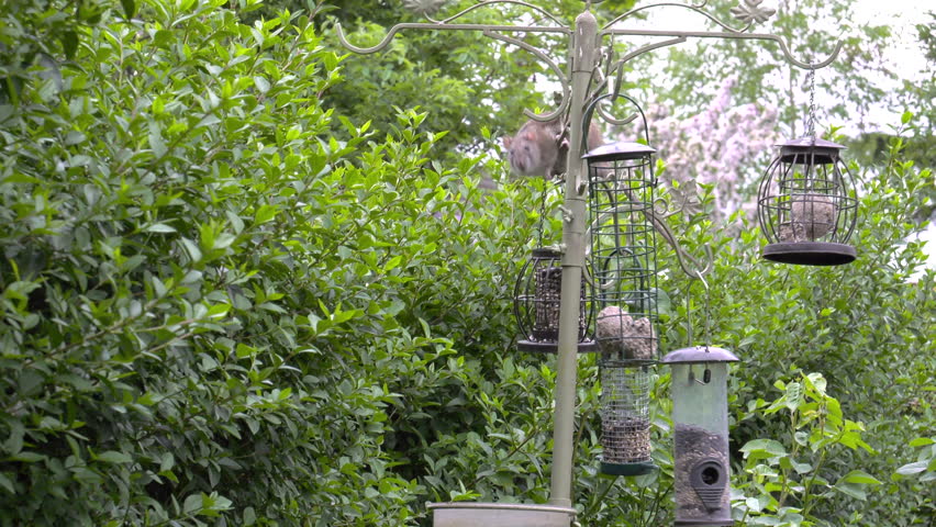 4k00 24clip Of A Rat Balanced On A Bird Feeder Eating The Seeds And