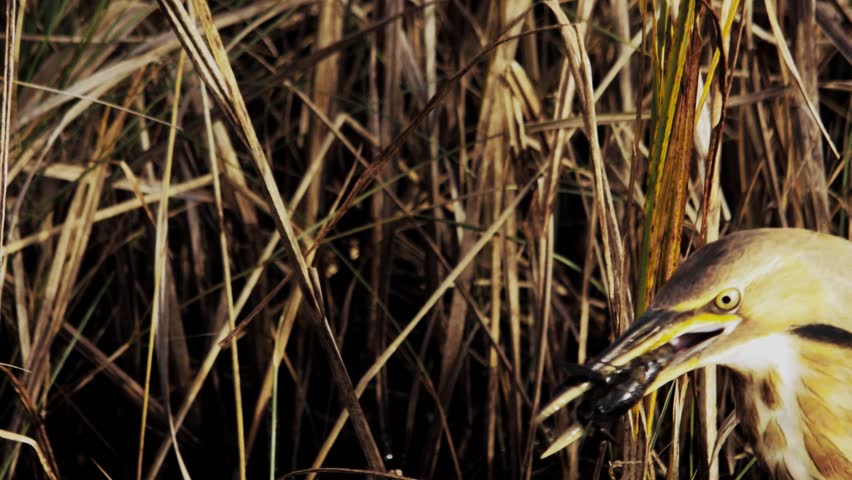 Header of American bittern
