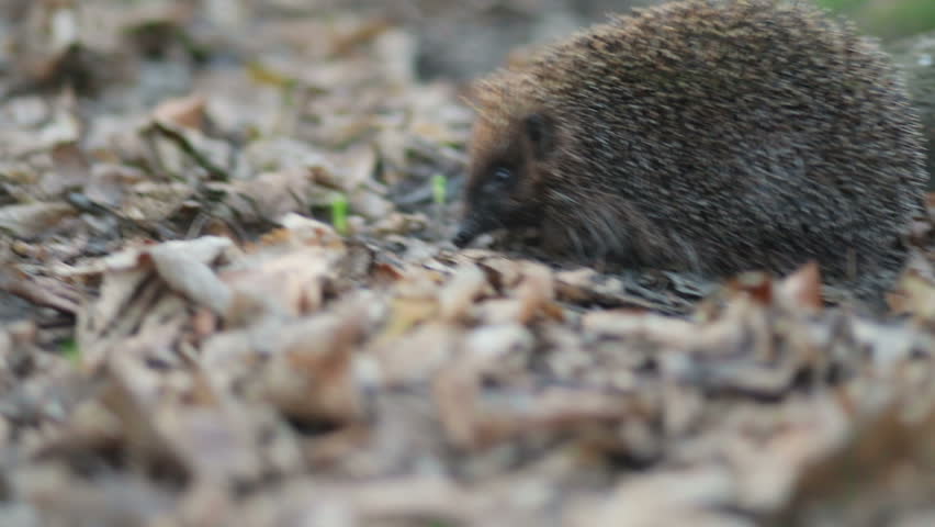 Header of weeny