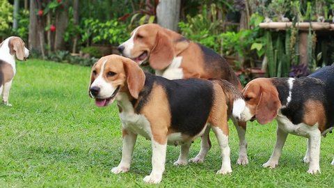 Purebred Beagle Dog Breeding Dog Mating Stock Footage Video (100%  Royalty-free) 26260001 | Shutterstock