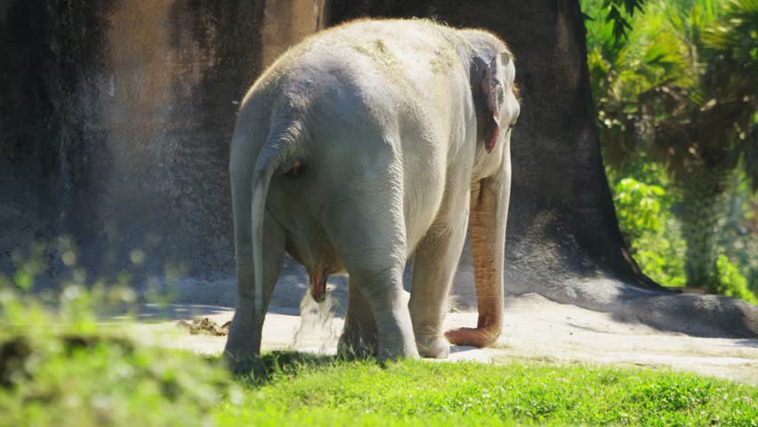  Elephant  Pooping  in the Wild Stock Footage Video 100 