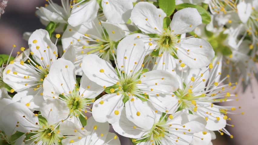 Flowered up. Flowered up